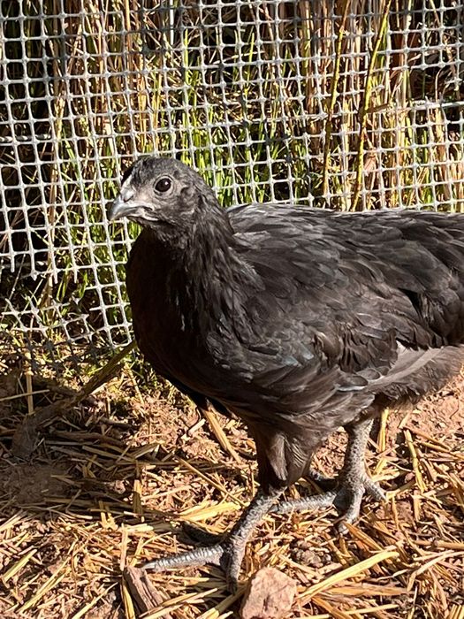 Pisklęta ayam cemani
