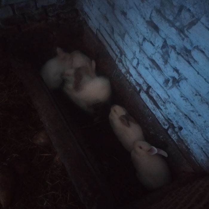 Кролики Термонці з Каліфорнією