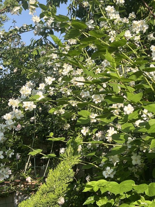 Жасмін , багаторічні рослини