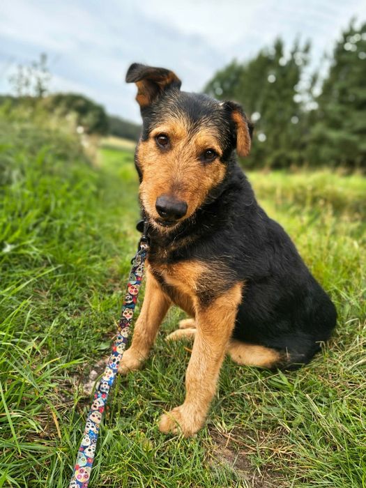Cudowny,  ułożony  Toldi do adopcji