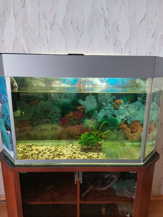 ПРОДАЖА . Аквариум с тумбой. УЛИТКИ ХЕЛЕНЫ.