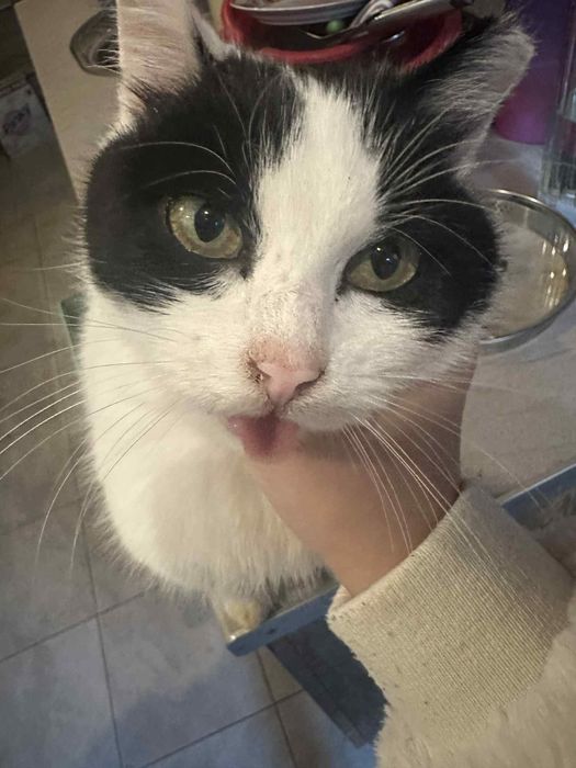 Kotka Niusia szuka domu, kocha pieski i kotki