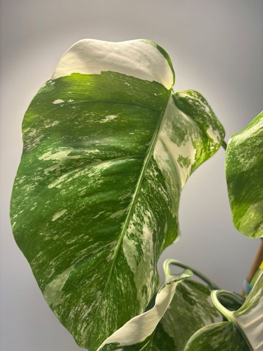 A1 - Monstera Variegata - cała roślina