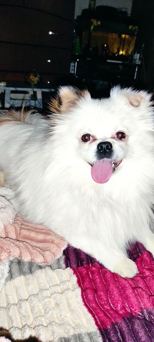 Чарівний хлопчик шукає наречену