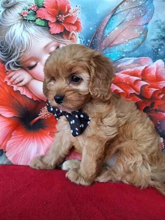 Cavapoo disponível