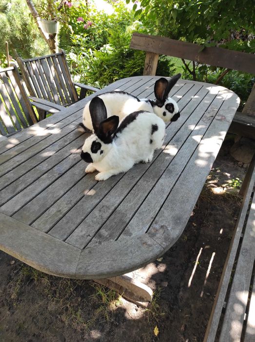 Молодь кролів породи строкач