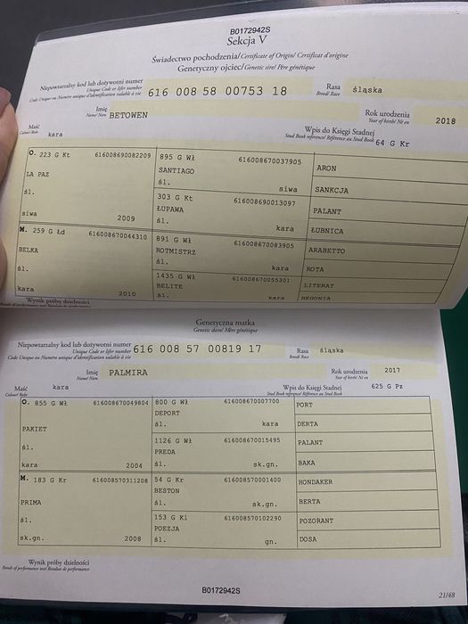 Sprzedam klacz śląska