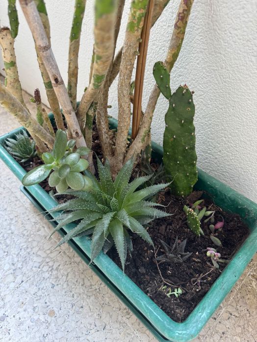 Vaso com cactos e suculentas – Diversas espécies