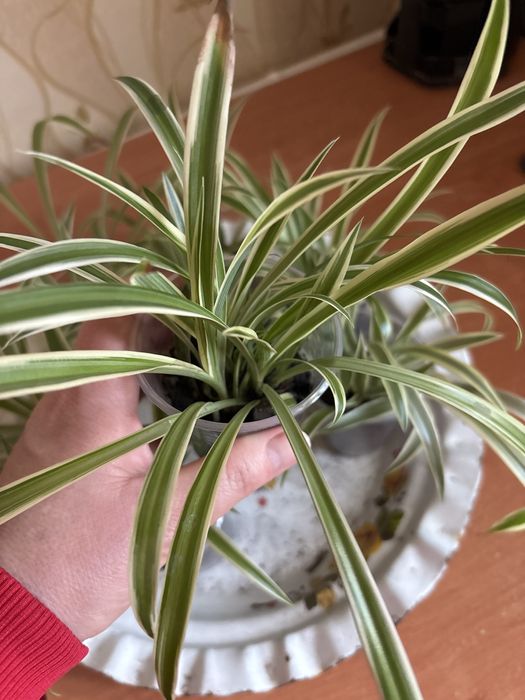 Хлорофітум  варєгатний кімнатна рослина