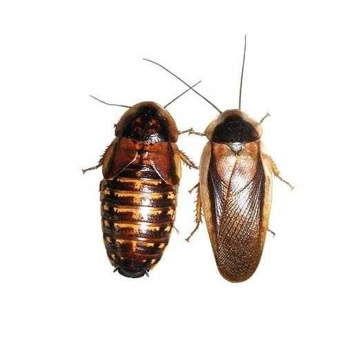 Blaptica Dubia . Baratas (alimento vivo)