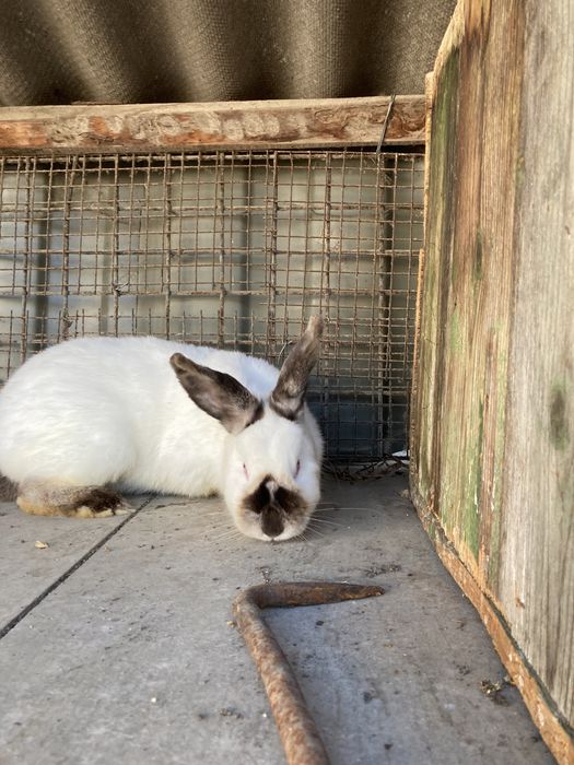 Каліфорнійці , Кролі самці.Каліфорнія .