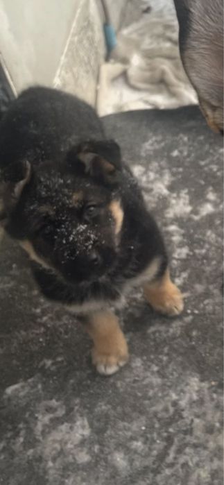 Віддам песика безкоштовно