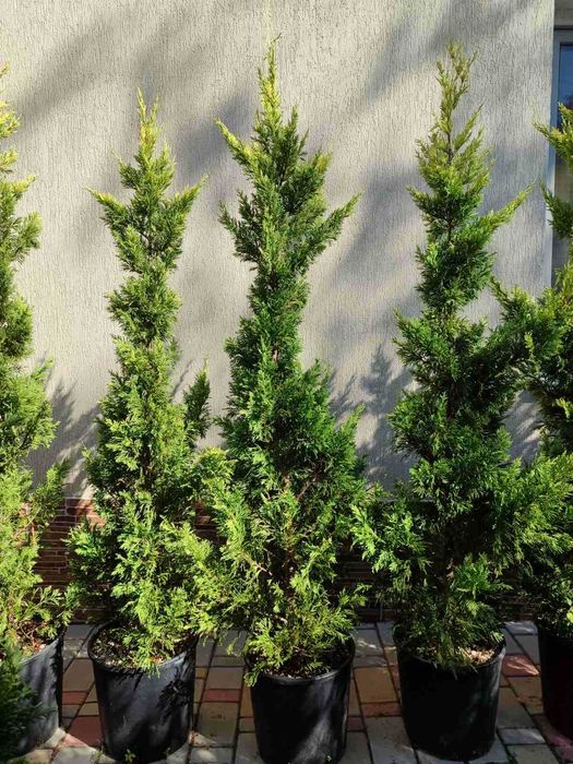 Кипарисовик Купрессоципарис Голд Райдер