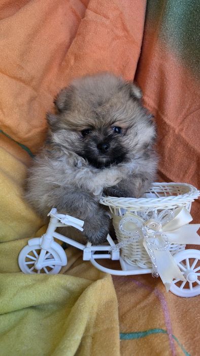 Померанский шпиц мини