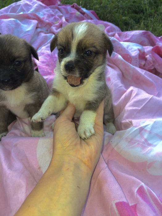 Продаю!!! Цуценята