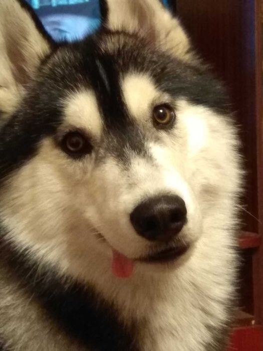 Симпатичный мальчик ищет подружку для вязки.