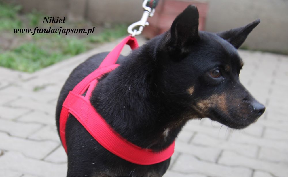 Nikiel pilnie szuka domu