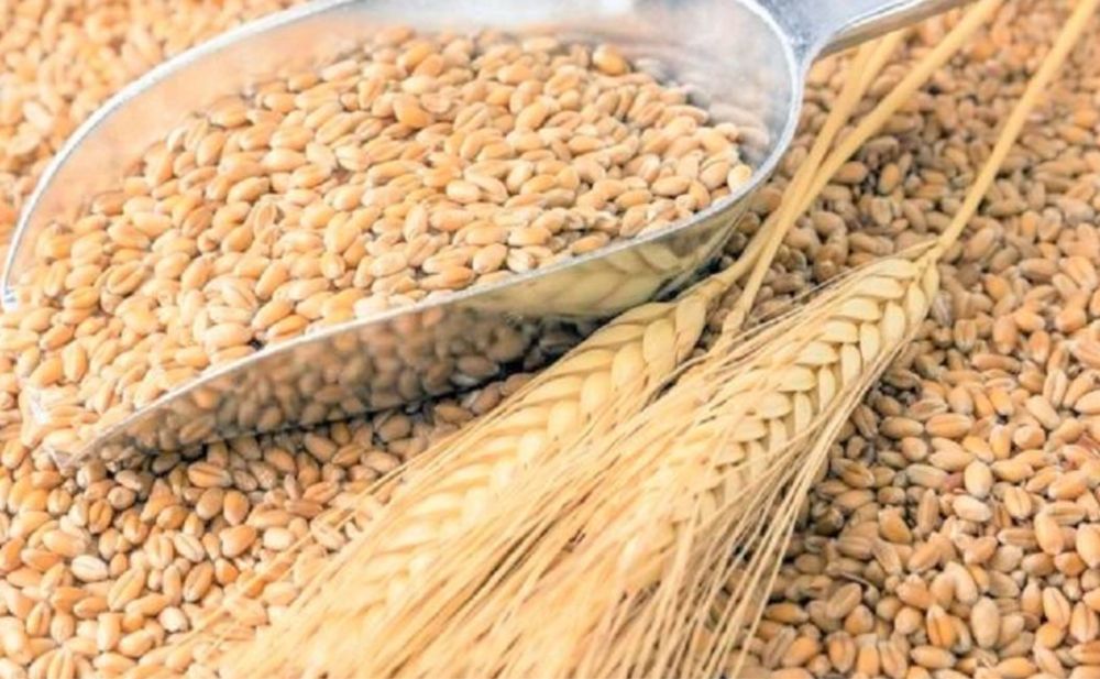 Продам ячмінь та пшеницю