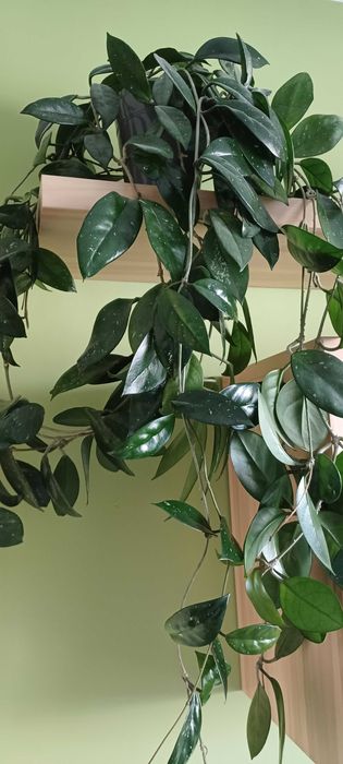 Hoya carnosa woskownica odnóżka,  duza szczepka minimum 4 liście