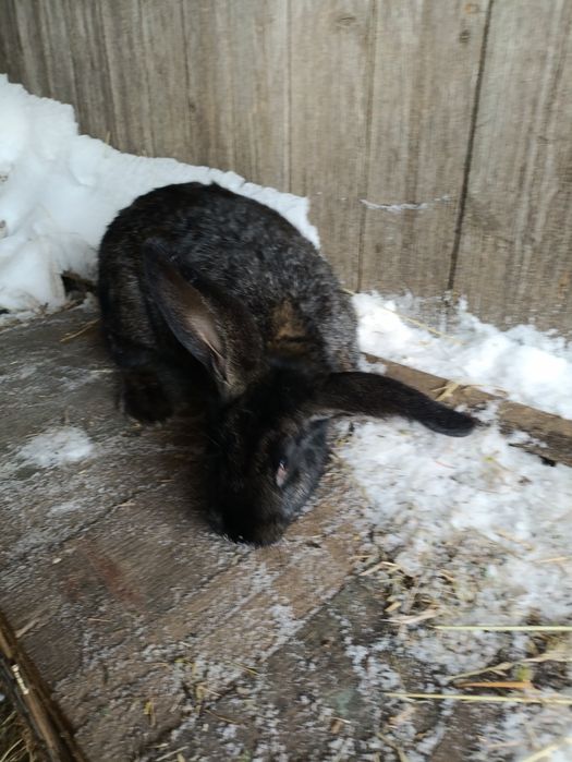 Кріль,  2 шт кролиці та 3шь 2міс.кроленят