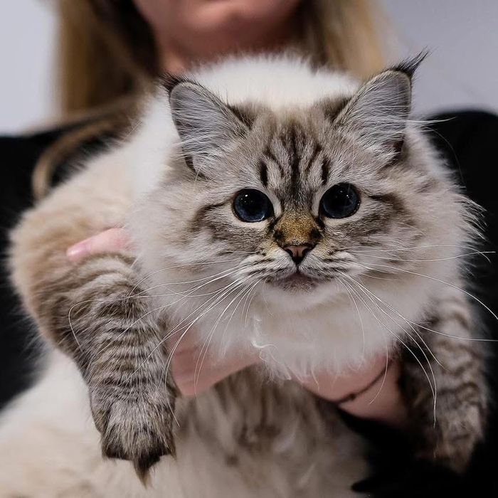 Kocurek Neva Masquarade Kot Syberyjski