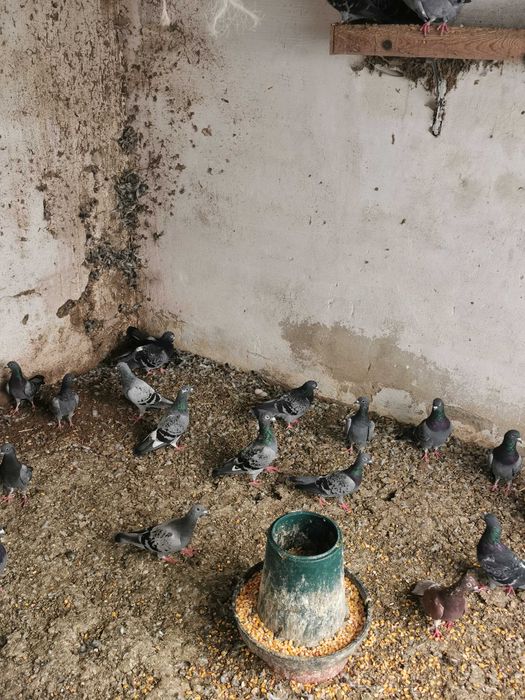 vendo pombos cruzados de correios