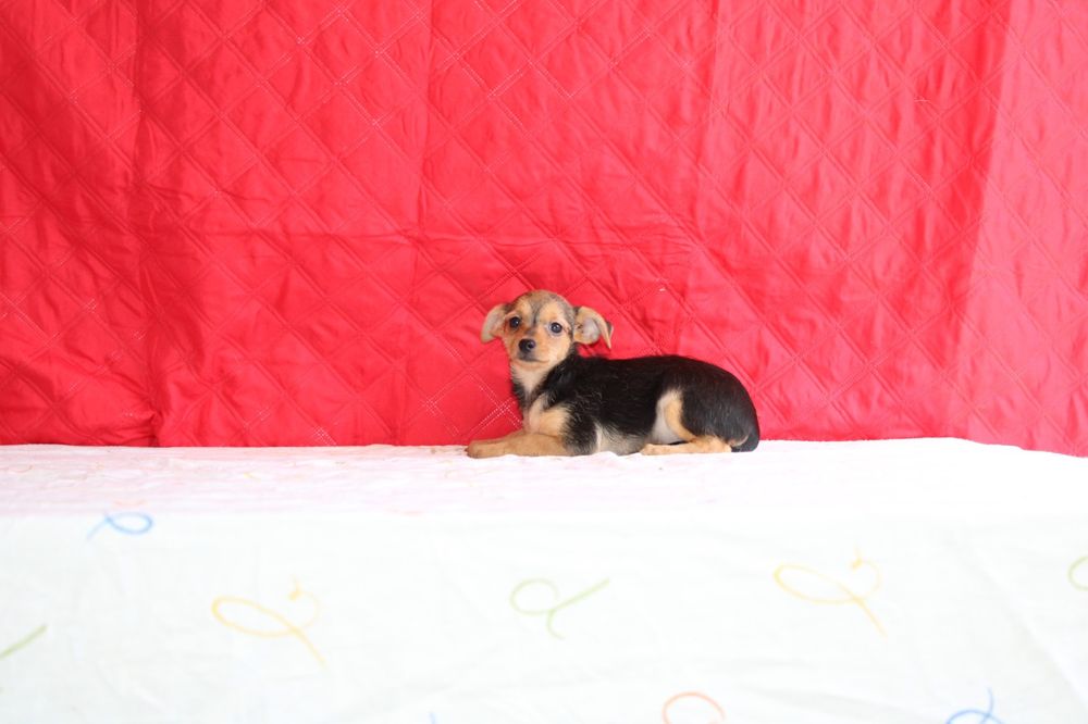 Linda cachorra mini