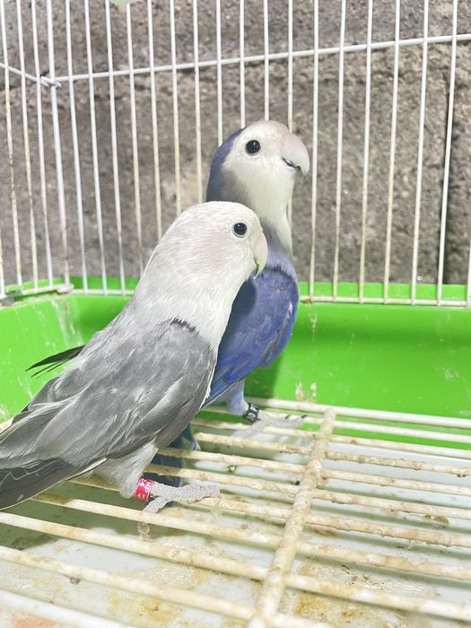 Vendo casal reprodutor
