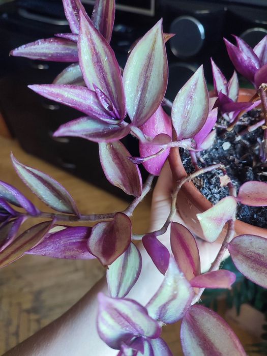 Традесканция в вазоне