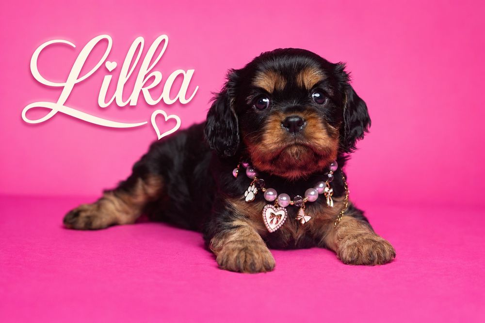 Cavalier King Charles Spaniel * Dziewczynka Fleur de Lys