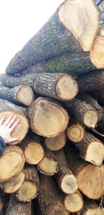 Drewno w wałkach Dąb lub Brzoza Opał dębowy