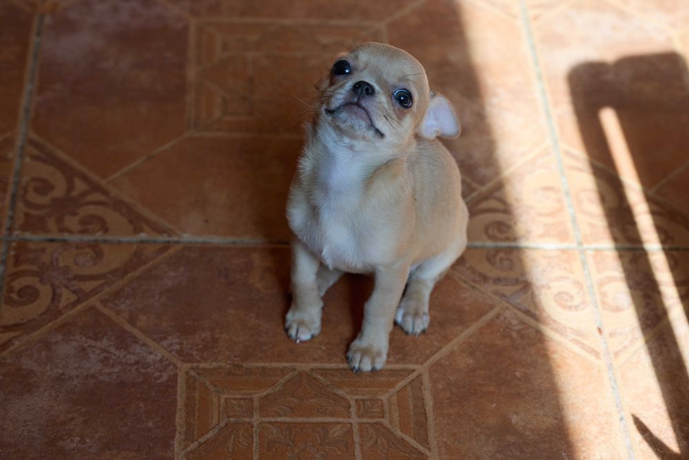 хлопчик та дівчинка Чивава в гарних окрасах  chihuahua