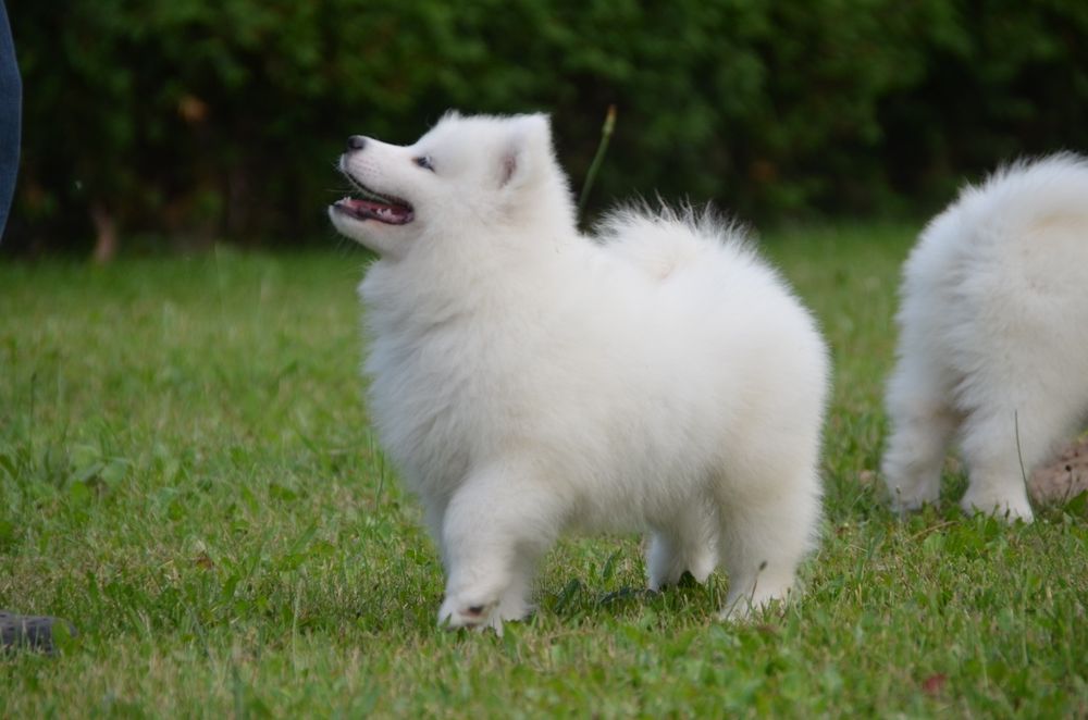 Samoyed ZKwP FCI