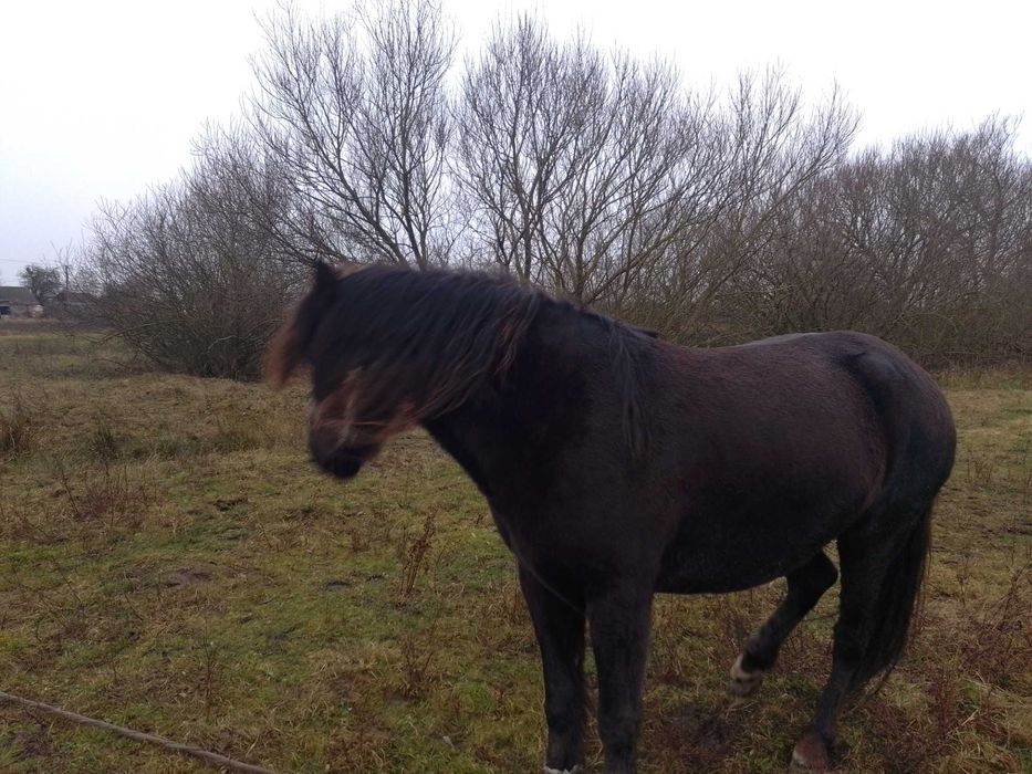 продам кобилу 7 років