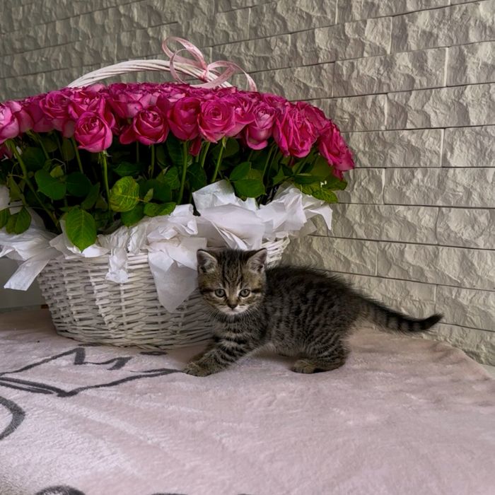 Розкішні кошенята