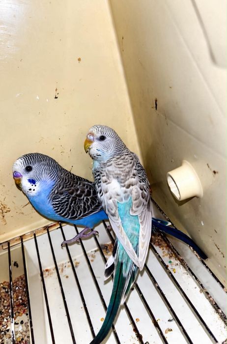 Casal de periquitos