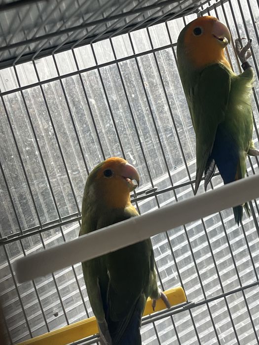 Casal de agapornis e periquitos