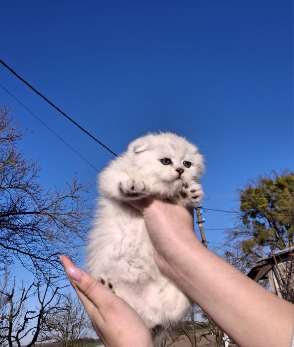 Кошенята срібна шиншила бронь