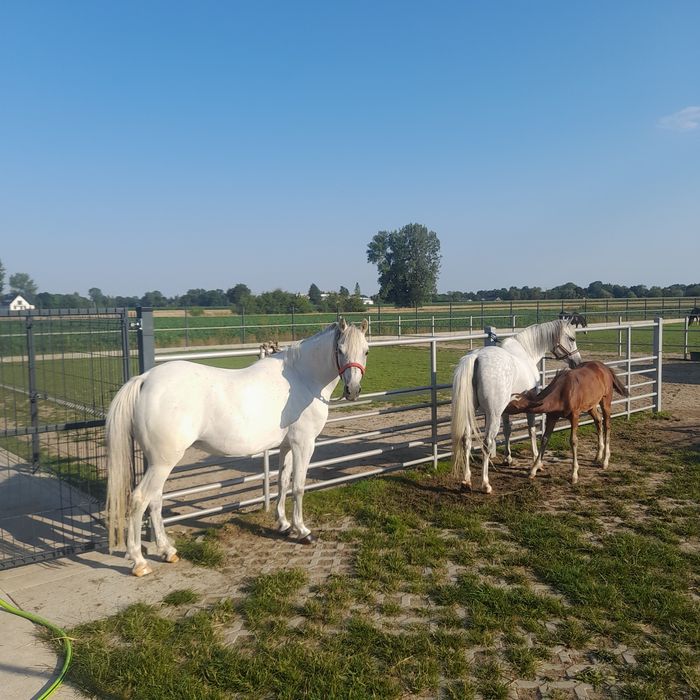 KUCE Klacze Walijskie