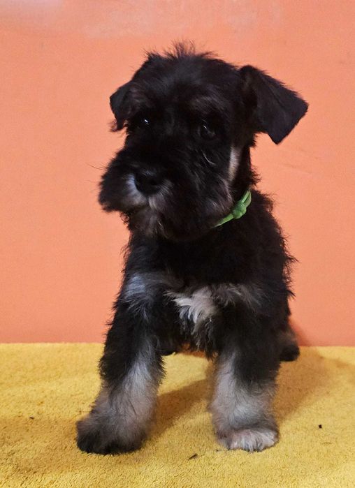 Sznaucer miniaturowy czarno-srebrny FCI ZKwP