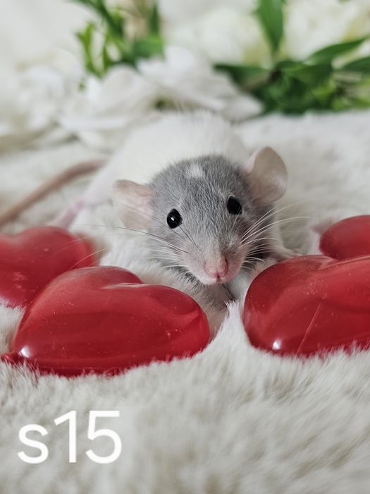 Szczurki szczurek szczury szczur