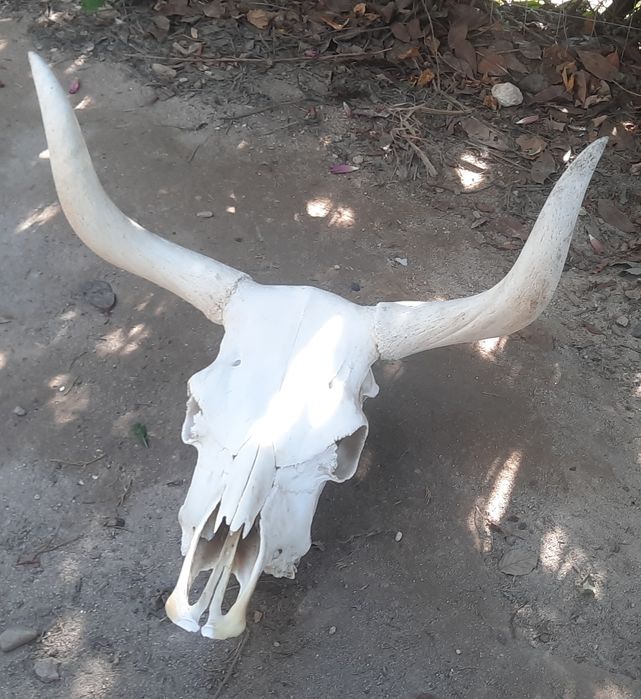 Crânio de vaca, verdadeiro, da Serra do Gerês.