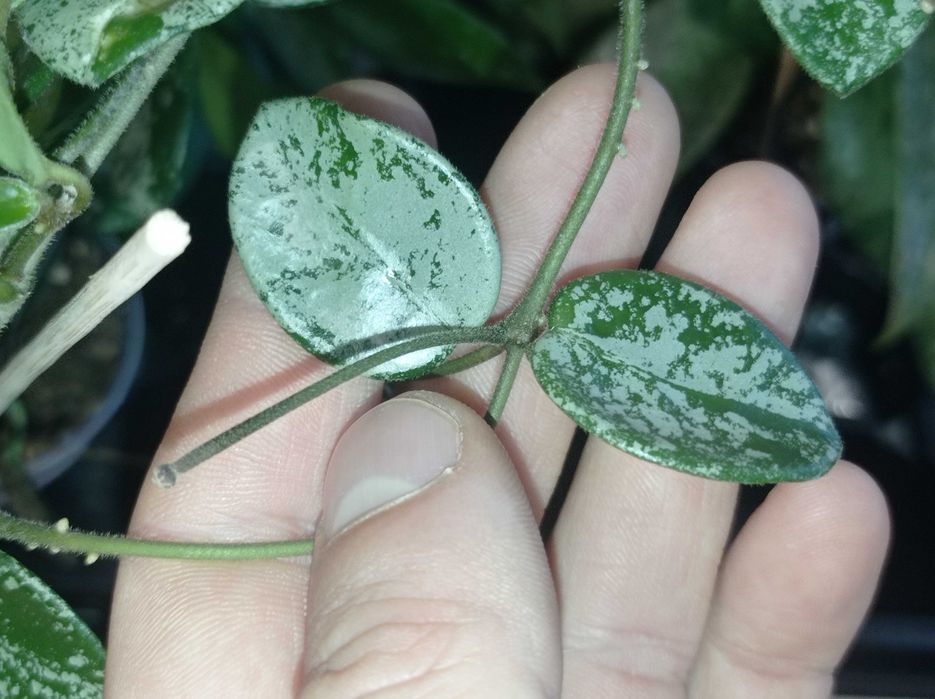 Hoya Hoja MATHILDE splash cięta