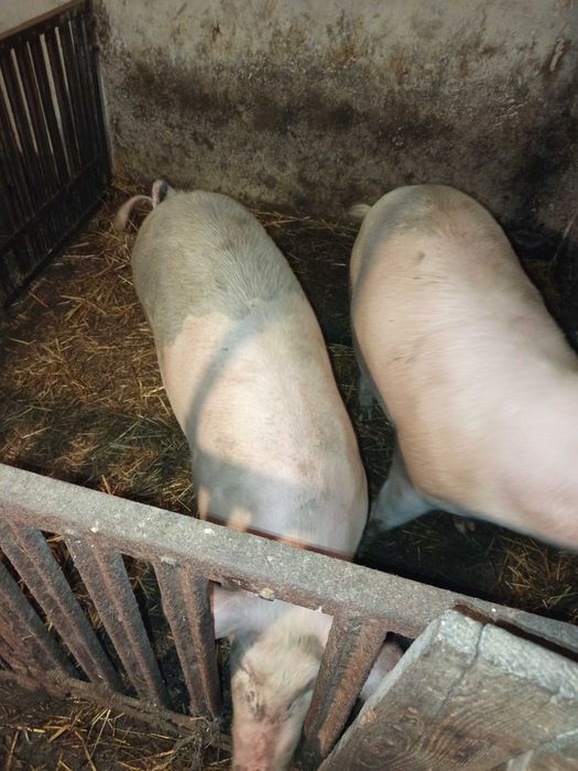 Продається домашня свиня