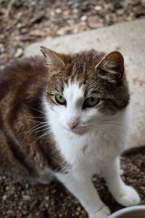 Białaczkowy kot Ben liczy na cud.