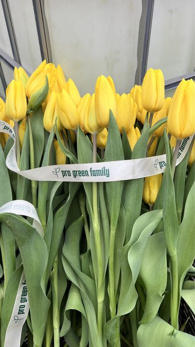 Пропоную тюльпан на гурт до свят -14.02 та 08.03