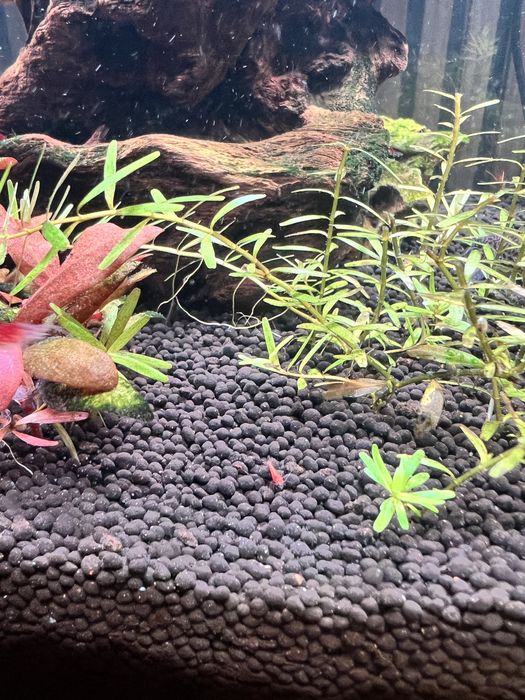 Vendo camarao neocaridina red