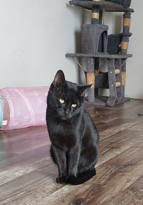 Ferduś kot do adopcji