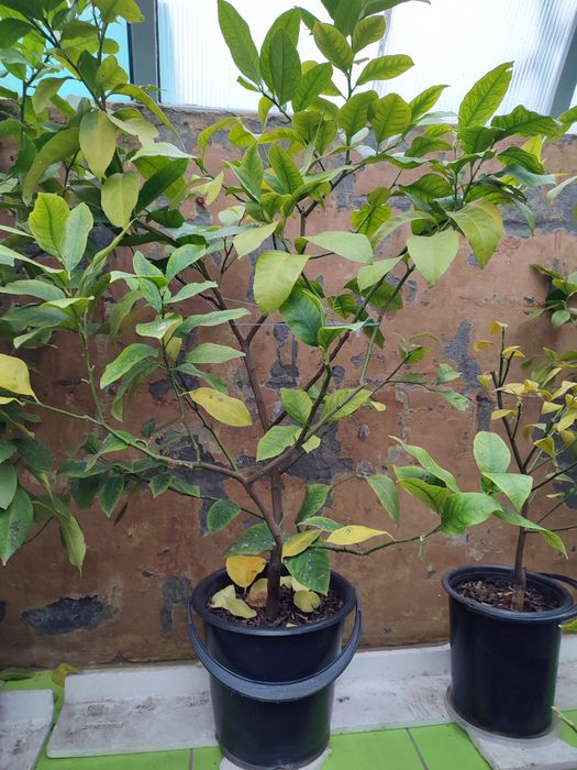 Лимон, дерево лимона