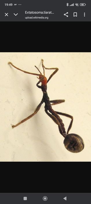 Straszyk australijski